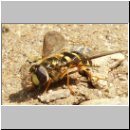 Dasysyrphus venustus var1 - Waldschwebfliege w02 9mm.jpg